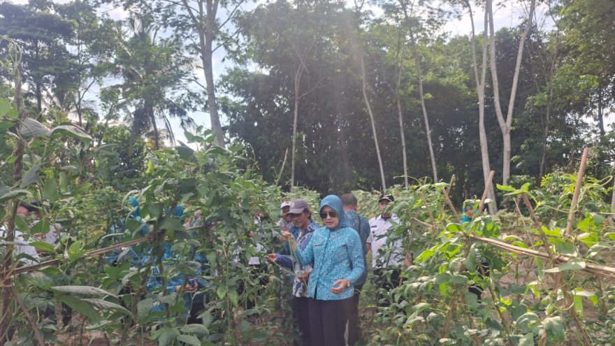 TP PKK Tulang Bawang Kunjungi Sentra Sayuran di Kampung Panca Tunggal Jaya